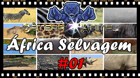 🌎 Câmera Animal by Sandro Lima | Wild Africa #01 | 2021