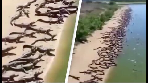 In Brazil, an invasion of Crocodiles! The local population is panicking!!