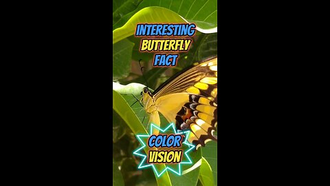 Interesting Butterfly Fact | Color Vision #butterfly #insects #butterflyvision #rumble