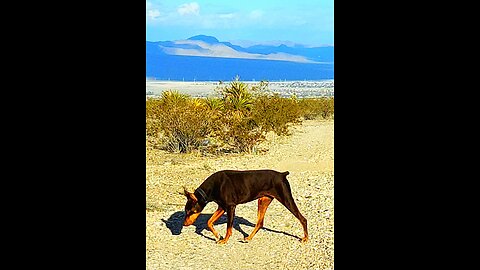 🐕Doberman🐕 Going For A Walk in the Las Vegas 🏜Desert!🏜