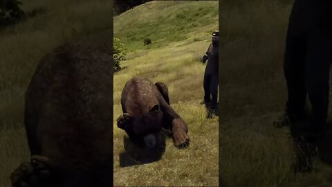 Brown Bear 🐻 ROLLS Over For Belly Scratches - Way of the Hunter Animal Reactions #shorts