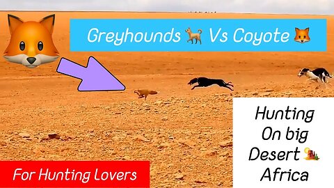 Greyhounds chasing Coyote 🦊 big Desert 🏜️ | Galgos persiguiendo zorro | 😱صيد الثعلب بالسلوقي 狗追狐狸