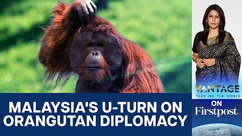 Malaysia's "Orangutan Diplomacy" U-turn: No Apes for Palm Oil Buyers | Vantage with Palki Sharma