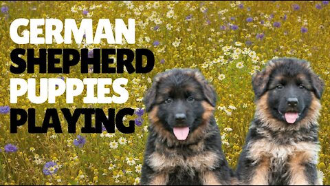 Puppies Playing Outside | German Shepherd Puppies Playing Together | Kingdom of Awais