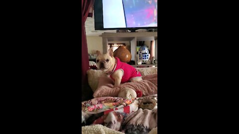 Adorable French Bulldog loves to watch TV.