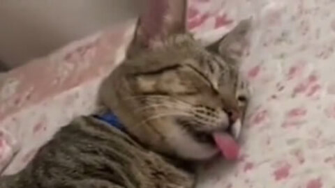 Funny snoring cat