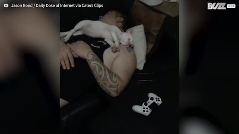 Un bruit soudain perturbe ce chiot dans son sommeil