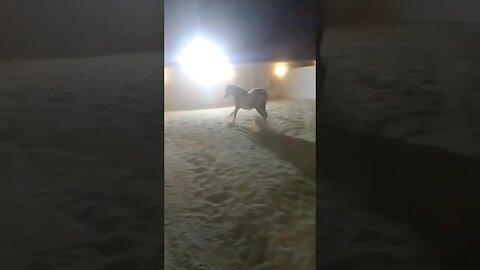 #horse #shortfeed #shortfilm #kuwaitcity #shortvideo #viralshort #shortfeed #shortsviral #viral