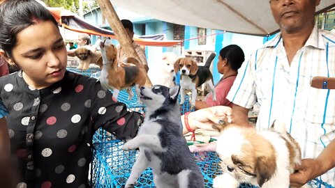 INDIAN DOG AND PUPPY MARKET