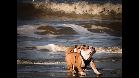 One Dog chase another Dog in running water