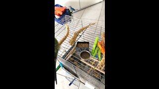 Budgie eating food