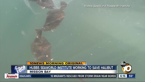 SeaWorld working to replenish halibut population