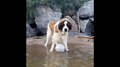 My dog playing ball