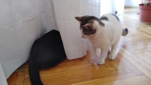 Cats Playing Hide and Seek Behind the Curtains