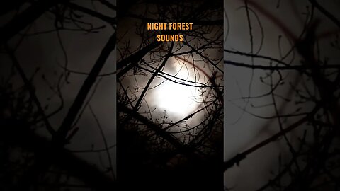 NIGHT FOREST SOUNDS #universe #calm #relaxing #sound #shorts