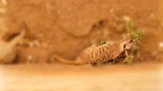 Rescued meerkats being funny