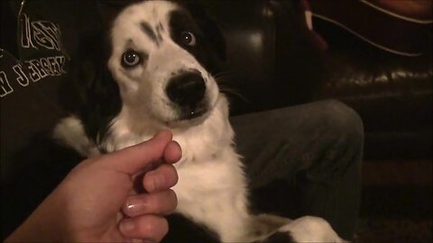 Dramatic Dog Freaks Out When Owner Steal Her Tongue