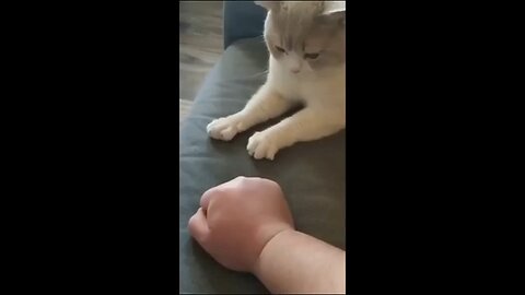 cat funny video