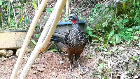 Jacus em movimento: uma cena encantadora da fauna