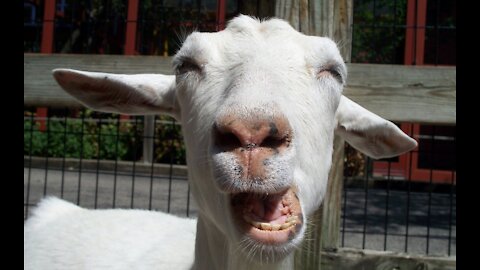 Funny goats screaming, faiting and folling