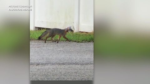 Fox with head stuck in jar for a week rescued by volunteers