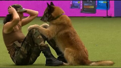 How to Train Your Dog, Amazing Dog Performs CPR, Squats and Press Ups in Heelwork To Music Routine