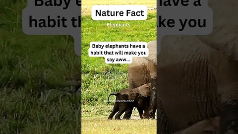 Cute Elephant Fact That Will Make You Go...Awe #shorts #animalfacts #cute