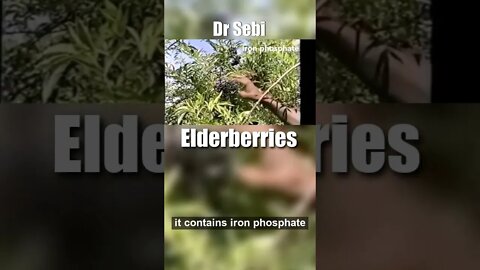 DR SEBI - ELDEBERRIES for BLOOD, #ANEMIA & MORE - shorts #drsebi #drsebiapproved #irondeficiency