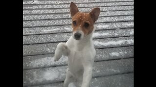 OUCH puppy falls on slippery floor