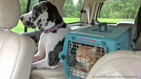 Car Ride Loving Cat and Great Danes Jump Out and In and Out