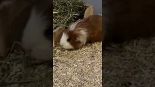 Guinea pigs Fergus and Tibby having a discussion