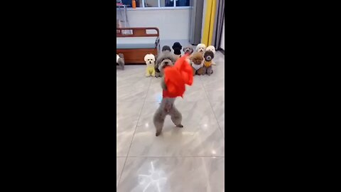 Dogs Funny Dancing 😅😅😅