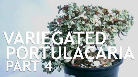 Variegated Dwarf Jade (Portulacaria Afra) Bonsai, 4