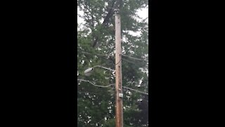 Woodpecker pecking at a lightpole