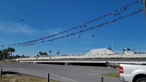 THE BIRD BRAIN CREW ARE AT IT AGAIN! 🤪🤣 | Florida Adventures