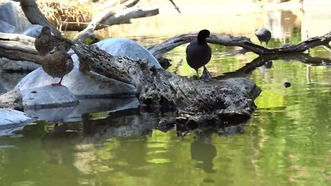 CatTV: Safari Park San Diego - Duck Pond