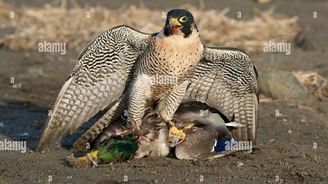 The Strange Hunting of the Falcon|شکار عجیب شاهین