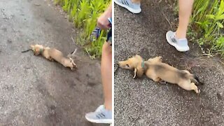 Adorable Puppy Repeatedly "Sploots" During Walk Time