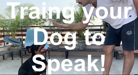 How to Train your dog to Speak (bark on command). Dog Training 101