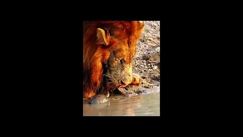 Just a drinking lion #shorts #animals #cute #puppies #sea #monkey #world #funny #truth