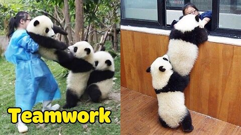 Panda Teamwork - Aww Cute Panda - Funniest Animals Compilation