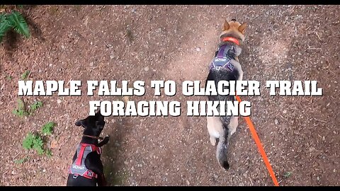 Maple Falls to Glacier Trail - Hiking Foraging Puppies