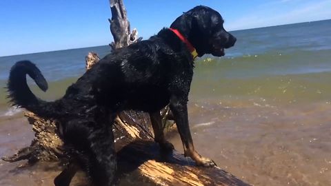 14 Adorable Beach Dogs