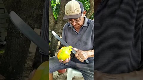 MANGA GIGANTE DA POUSADA CARVALHO EM MORRO DO CHAPÉU-PI