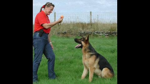 Cut dog Training Techniques