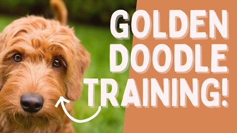 Golden Doodle Off Leash Training - Train Your Dog video