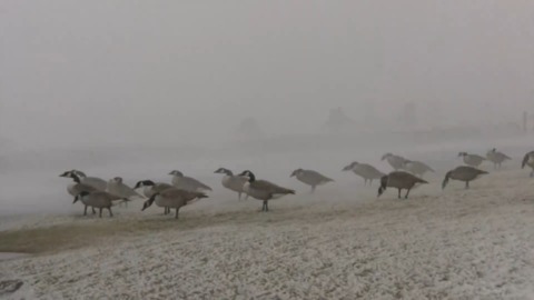 Animals hunker down as messy storm hits areas of Southern Ontario