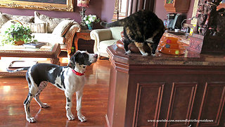 Curious cats amused by bouncing Great Dane puppy