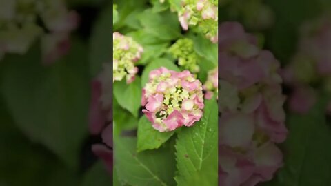 Hydrangea Feelings