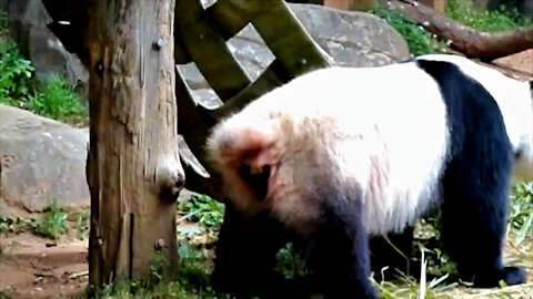 This is what happens when pandas eat 50 pounds of bamboo!